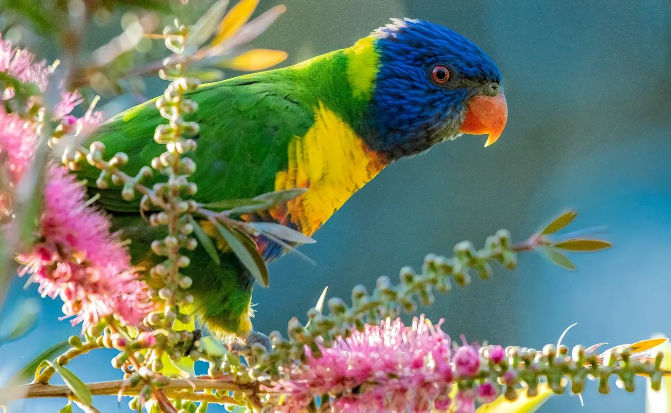 The Aussie Bird Count is back!